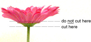 flowerstem